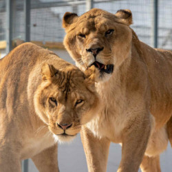 Tarif ticket visite le refuge Zoo la Tanière moins cher